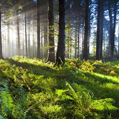 鸭脖app下载鸭脖官网