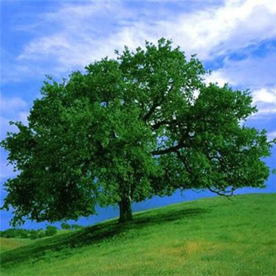 大发黄金版888下载下载手机版